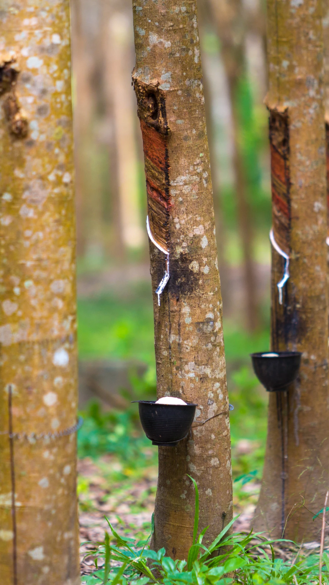 Tigela com látex extraído da seringueira - Rubber Route